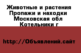 Животные и растения Пропажи и находки. Московская обл.,Котельники г.